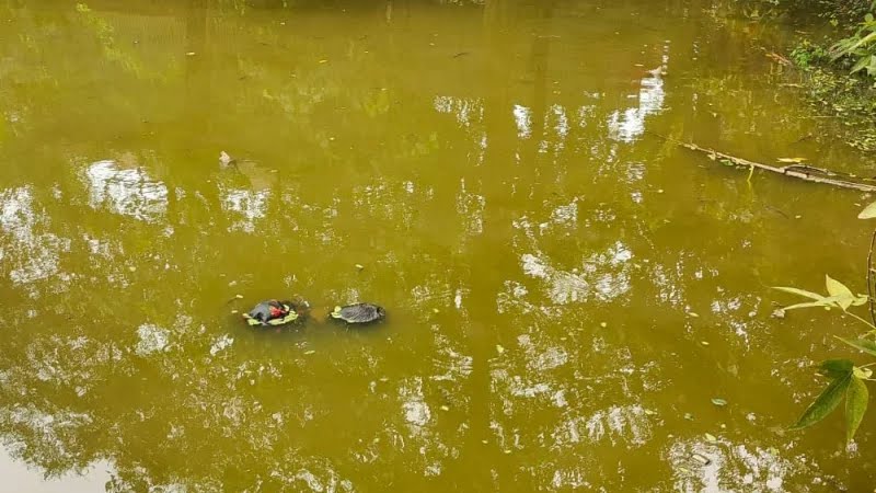মুরাদনগরে পুকুর থেকে বৃদ্ধার লাশ উদ্ধার