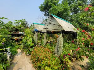 গাছের জন্য পাগল
