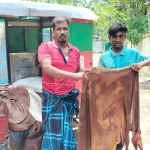 চামড়ার বাজার বগুড়া জেলায় এবারও চরম সংকটে পড়েছে।
