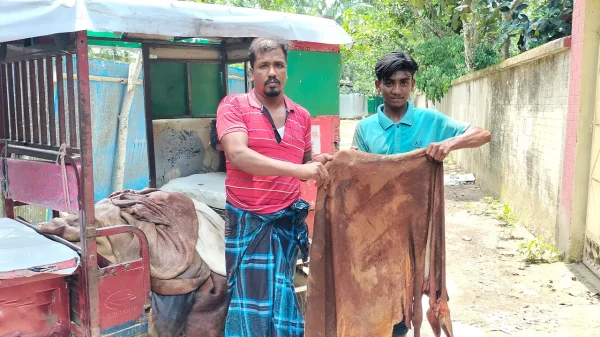 গরুর চামড়া ২০০ টাকায়!