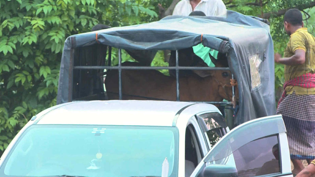 সরকারি গাড়িতে গরু: সমালোচনার ঝড় প্রশাসনে