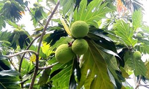 বিরল রুটিফল কুমিল্লা বার্ডে, কাঁঠালের মতো ফল দেখে বিস্মিত দর্শনার্থীরা 2 বিরল রুটিফল