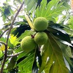 বিরল রুটিফল কুমিল্লা বার্ডে, কাঁঠালের মতো ফল দেখে বিস্মিত দর্শনার্থীরা 3 1752914413005