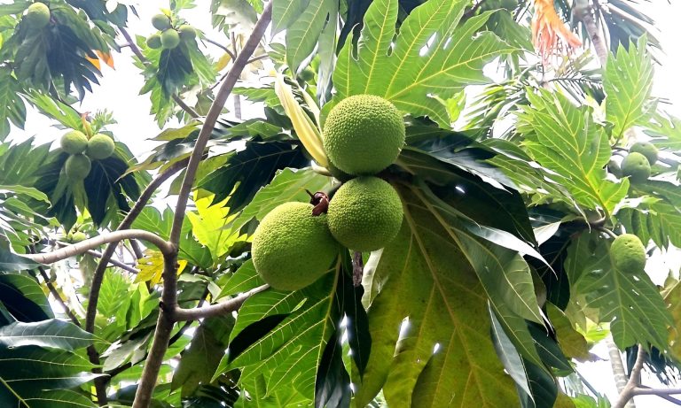 বিরল রুটিফল কুমিল্লা বার্ডে, কাঁঠালের মতো ফল দেখে বিস্মিত দর্শনার্থীরা 1 1752914413005