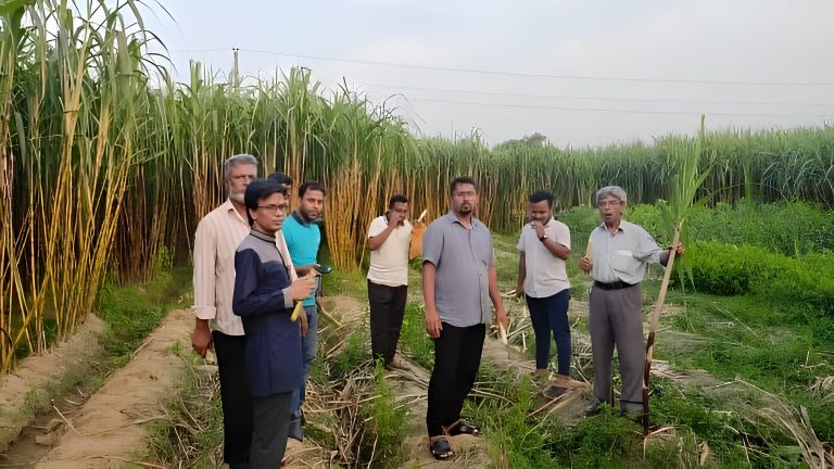 কুমিল্লার মাটিতে এবার চাষ হচ্ছে ‘কালো আখ’ — কৃষিতে নতুন সম্ভাবনার উন্মোচন! 1 1753454148947