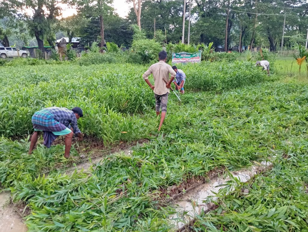 লামায় আকাশমণি ও ইউক্যালিপটাস ধ্বংস অভিযান শুরু, চারা গুনে ক্ষতিপূরণ 1 লামায় আকাশমণি ও ইউক্যালিপটাস ধ্বংস অভিযান শুরু, চারা গুনে ক্ষতিপূরণ