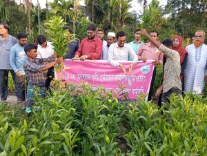 লামায় আকাশমণি ও ইউক্যালিপটাস ধ্বংস অভিযান শুরু, চারা গুনে ক্ষতিপূরণ 2 লামায় আকাশমণি