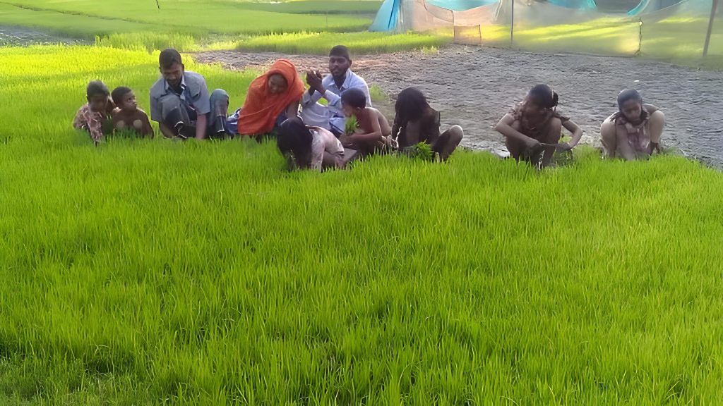 ব্রি ধান-১০৩ নিয়ে কুমিল্লায় কৃষি বিপ্লব, মাঠে মাঠে বীজের হাহাকার 1 ব্রি ধান-১০৩ নিয়ে কুমিল্লায় কৃষি বিপ্লব, মাঠে মাঠে বীজের হাহাকার