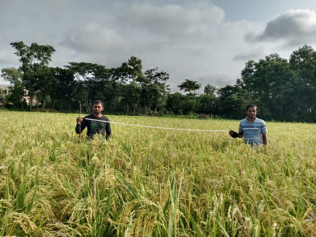 মুরাদনগরে সোনালি ধান ঘরে তোলা শুরু, খেতভরা কৃষকের ব্যস্ততা