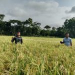 মুরাদনগরে সোনালি ধান ঘরে তোলা শুরু, খেতভরা কৃষকের ব্যস্ততা 2 মুরাদনগরে সোনালি ধান