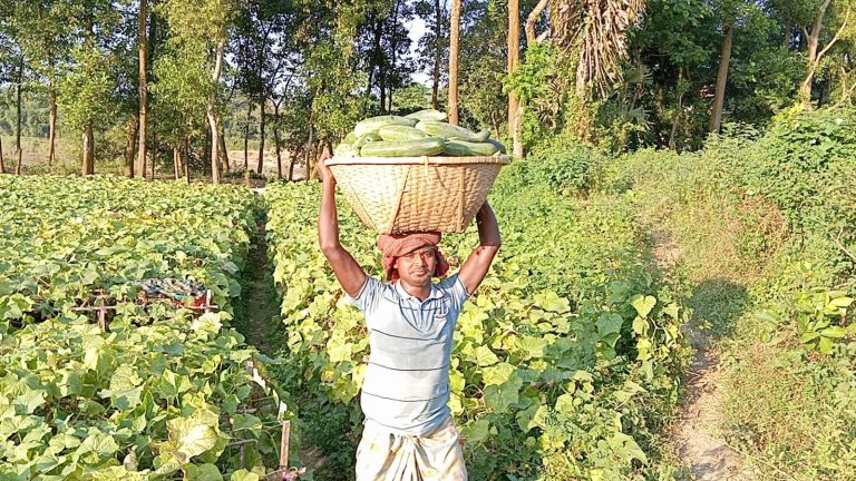 গোমতী চরের ‘শসা রাজ্য’: দেবীদ্বারের কৃষিতে ফিরেছে সবুজ হাসি 1 IMG 20251116 WA0011