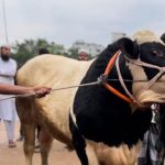 মুরাদনগরের ৭ লাখ টাকার গরু