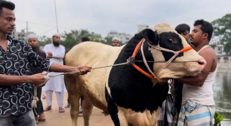 মুরাদনগরের ৭ লাখ টাকার গরু