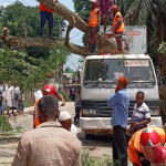 গাছ উপড়ে পড়ে