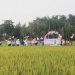 পঞ্চগড়ে বোরো ধানের ফলন