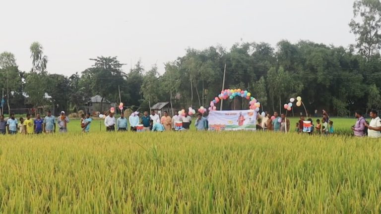 পঞ্চগড়ে উন্নত জাতের বোরো ধানে বাম্পার ফলনে কৃষকদের মুখে হাসি 1 পঞ্চগড়ে বোরো ধানের ফলন