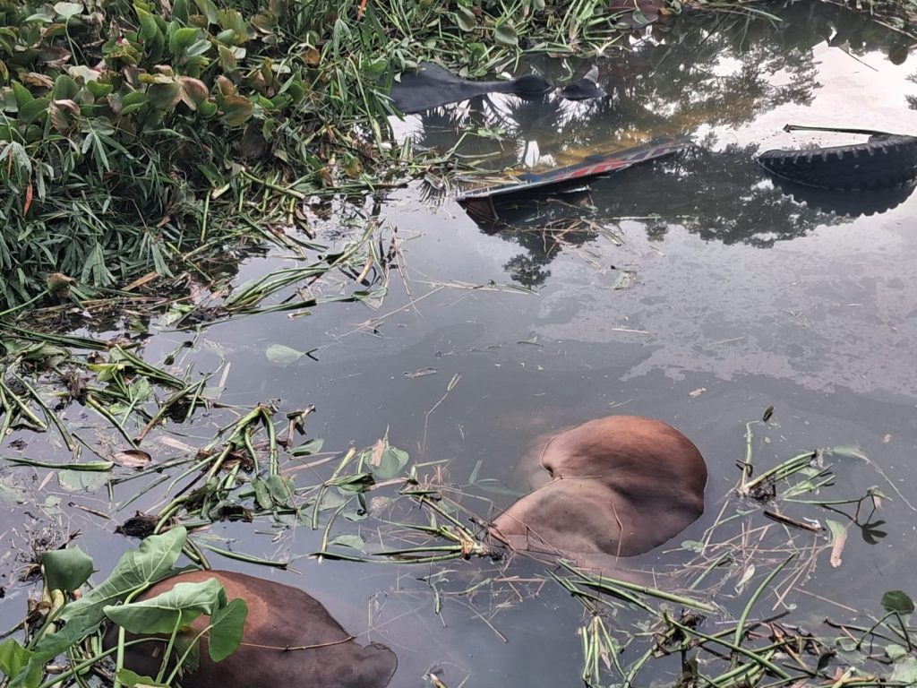 কোটালীপাড়ায় খালে পড়ে গেলো গরুবাহী ট্রাক, মারা গেল ৪ গরু