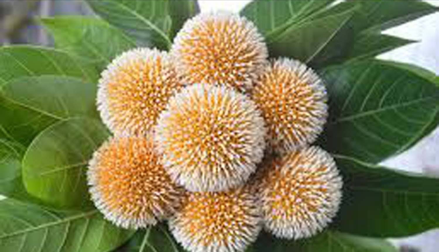 আষাঢ়ের আগমনী বার্তা নিয়ে ফুটেছে কদমফুল