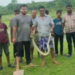 চা পাতা তুলতে গিয়ে অজগর, শ্রীমঙ্গলের চা বাগানে আতঙ্ক 2 শ্রীমঙ্গলের ভুরভুরিয়া চা বাগান থেকে উদ্ধার করা অজগর সাপটি বন বিভাগের কাছে হস্তান্তরের আগে।