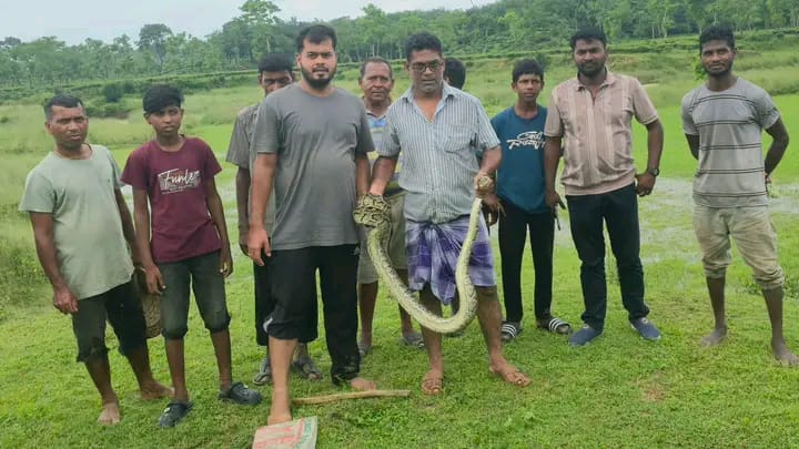 চা পাতা তুলতে গিয়ে অজগর, শ্রীমঙ্গলের চা বাগানে আতঙ্ক