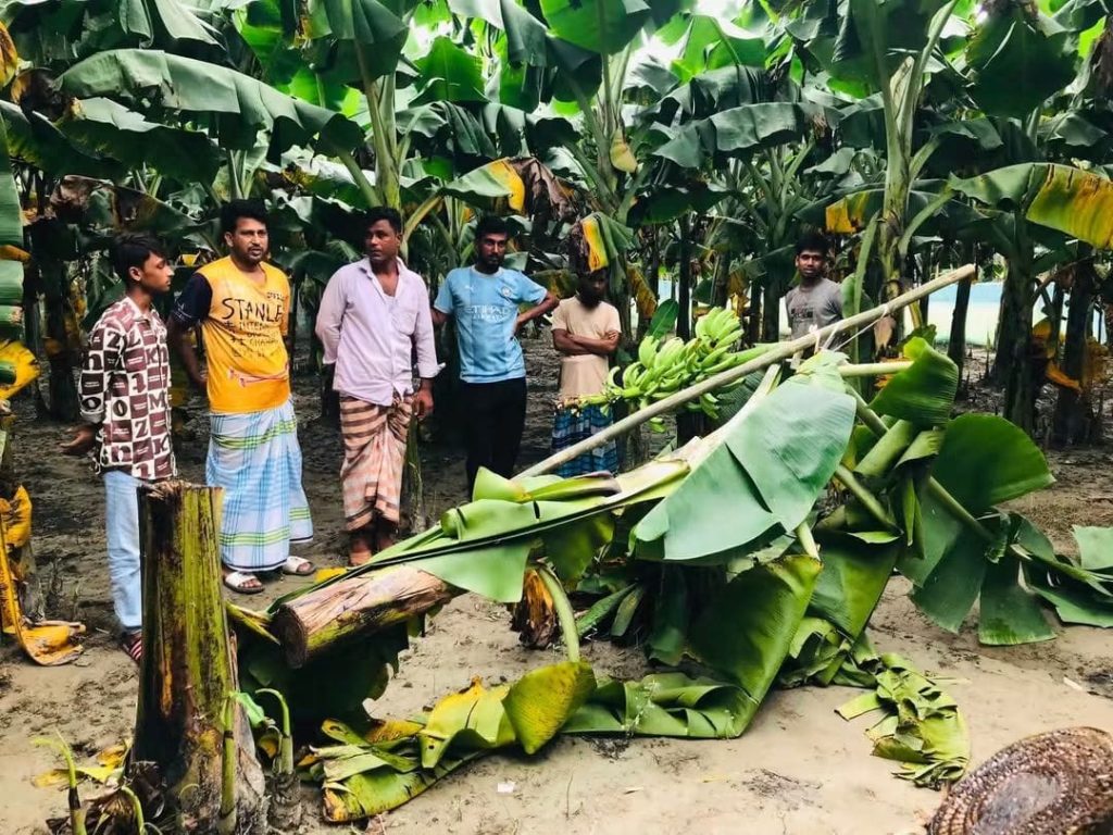 নরসিংদীর শিবপুরে মাদকবিরোধী কর্মকাণ্ডের জেরে ক্ষতিগ্রস্ত কলাবাগান ও ভুক্তভোগী পরিবারের সদস্য।