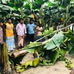 নরসিংদীর শিবপুরে মাদকবিরোধী কর্মকাণ্ডের জেরে ক্ষতিগ্রস্ত কলাবাগান ও ভুক্তভোগী পরিবারের সদস্য।