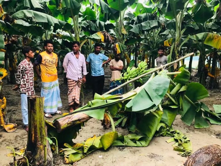 মাদকের বিরুদ্ধে সোচ্চার হওয়ায় হামলা-ভাঙচুরের অভিযোগ, কলাবাগান কেটে হত্যার হুমকি 1 নরসিংদীর শিবপুরে মাদকবিরোধী কর্মকাণ্ডের জেরে ক্ষতিগ্রস্ত কলাবাগান ও ভুক্তভোগী পরিবারের সদস্য।