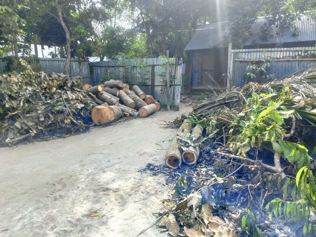 রাস্তা চওড়া করতে প্রতিবেশীর ১৩ গাছ ‘সাফ’! দেবীদ্বারে থানায় অভিযোগ