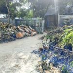 রাস্তা চওড়া করতে প্রতিবেশীর ১৩ গাছ ‘সাফ’! দেবীদ্বারে থানায় অভিযোগ 2 দেবীদ্বারে ব্যক্তিগত চলাচলের রাস্তা প্রশস্ত করতে প্রতিবেশীর গাছ কাটার পর পড়ে থাকা গাছের গুঁড়ি ও কাটা গাছের গোড়া।