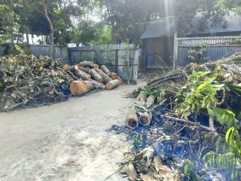 দেবীদ্বারে ব্যক্তিগত চলাচলের রাস্তা প্রশস্ত করতে প্রতিবেশীর গাছ কাটার পর পড়ে থাকা গাছের গুঁড়ি ও কাটা গাছের গোড়া।