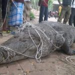 বাগেরহাটের দিঘি থেকে কক্সবাজারের সাফারি পার্কে, অনশন ভেঙে নতুন ঠিকানায় ধলাপাহাড় 5 বাগেরহাটের দিঘি থেকে কক্সবাজারের সাফারি পার্কে, অনশন ভেঙে নতুন ঠিকানায় ধলাপাহাড়