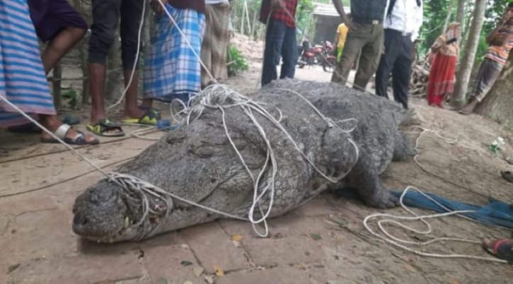 বাগেরহাটের দিঘি থেকে কক্সবাজারের সাফারি পার্কে, অনশন ভেঙে নতুন ঠিকানায় ধলাপাহাড় 1 বাগেরহাটের দিঘি থেকে কক্সবাজারের সাফারি পার্কে, অনশন ভেঙে নতুন ঠিকানায় ধলাপাহাড়