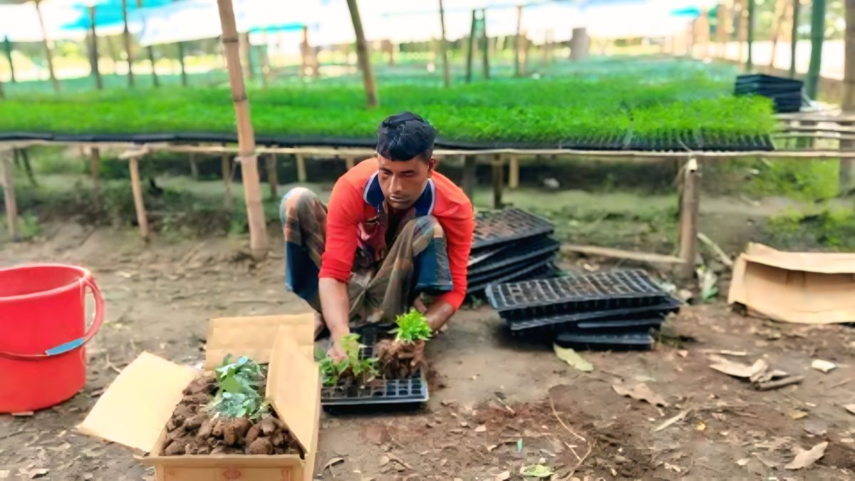 ময়নামতিতে কোকোপিটে চারা, বাড়ছে খরচ কমছে কৃষকের লাভ