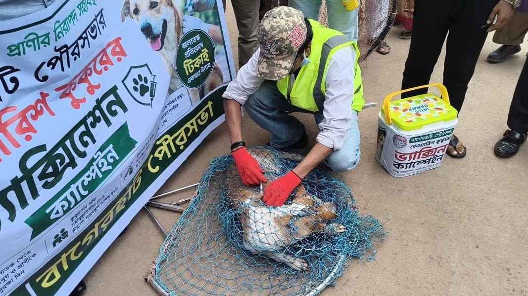বাগেরহাটে জলাতঙ্ক ঠেকাতে কুকুরে টিকা অভিযান, তিন মাসে ৭ হাজার ৫০০ মানুষ আক্রান্ত